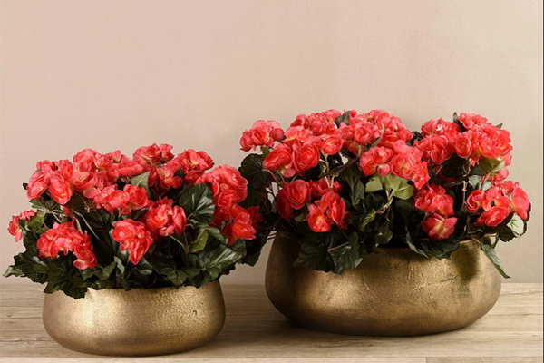 سفارش گل بگونیا