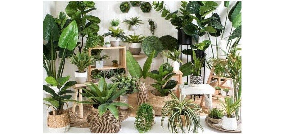 گل های آپارتمانی کم نور