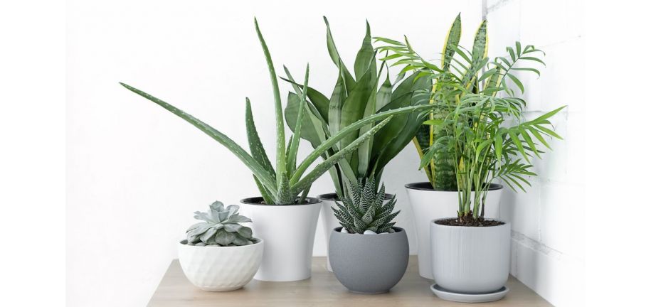 انواع گل و گیاه مقاوم به خشکی و کم آبی برای آپارتمانی