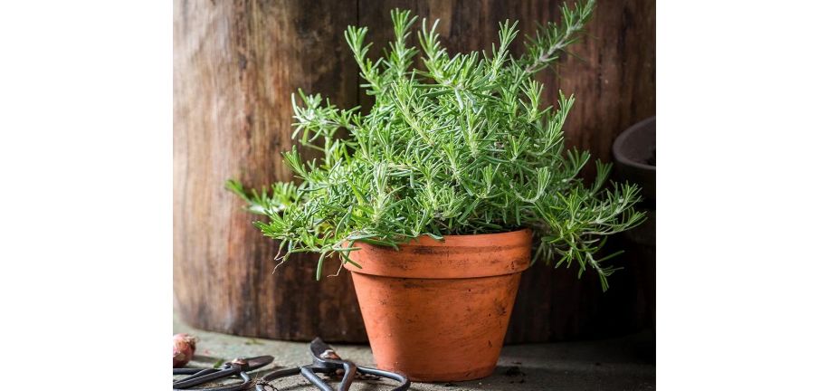 طریقه نگهداری رزماری