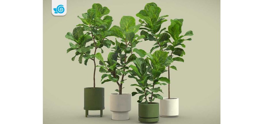 نحوه نگهداری از درختچه لیراتا