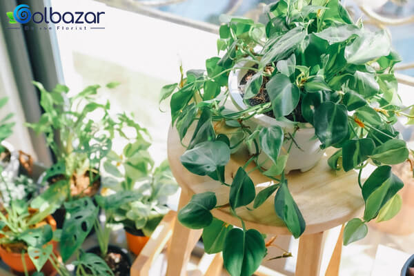 خرید گیاهان آپارتمانی