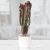 گلدان گل افوربیا | گل بازار