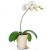 گلدان ارکیده سفید (کانادا)