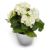 گلدان بگونیا سفید (زیبا)