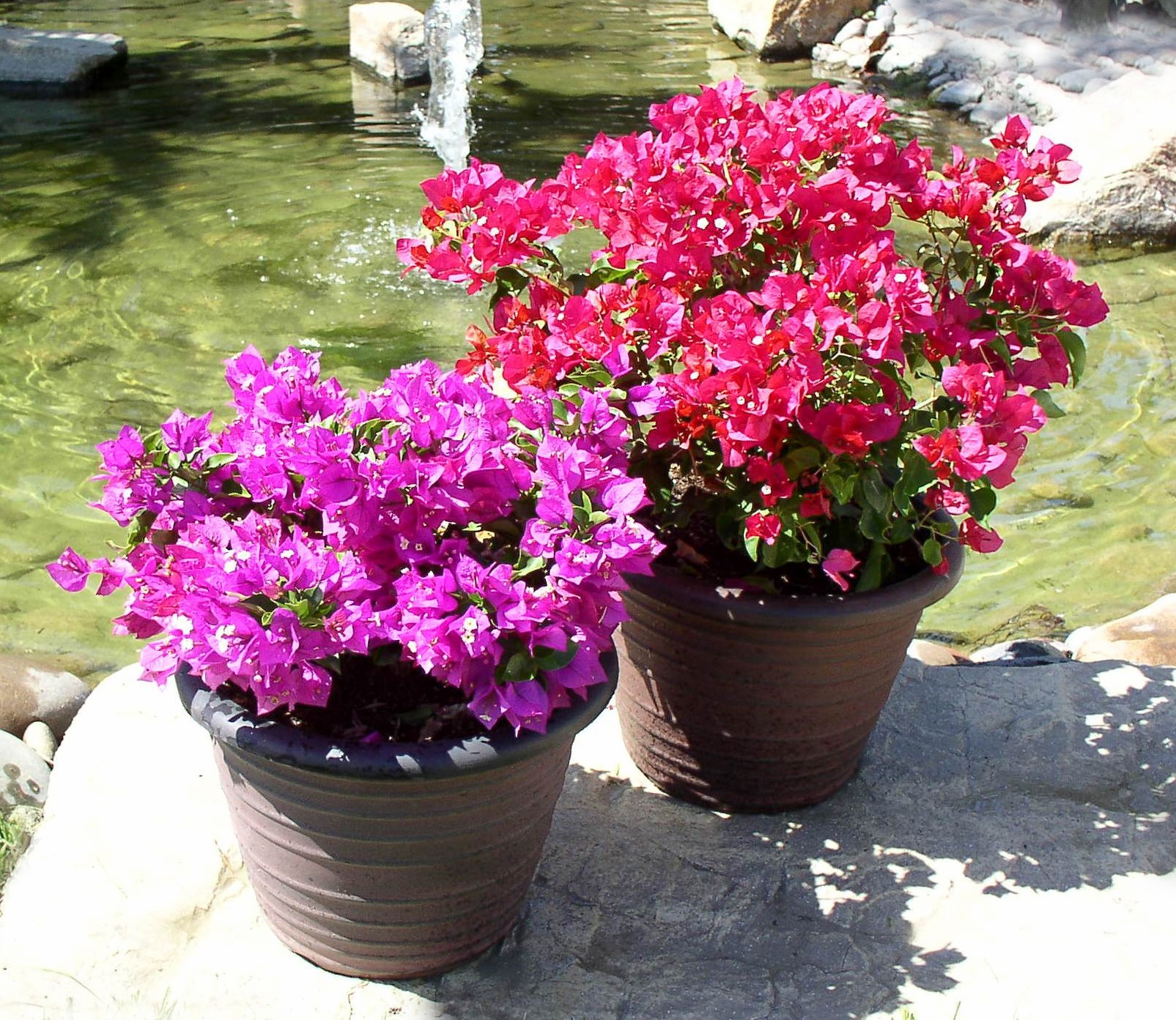 نور مناسب گل کاغذی