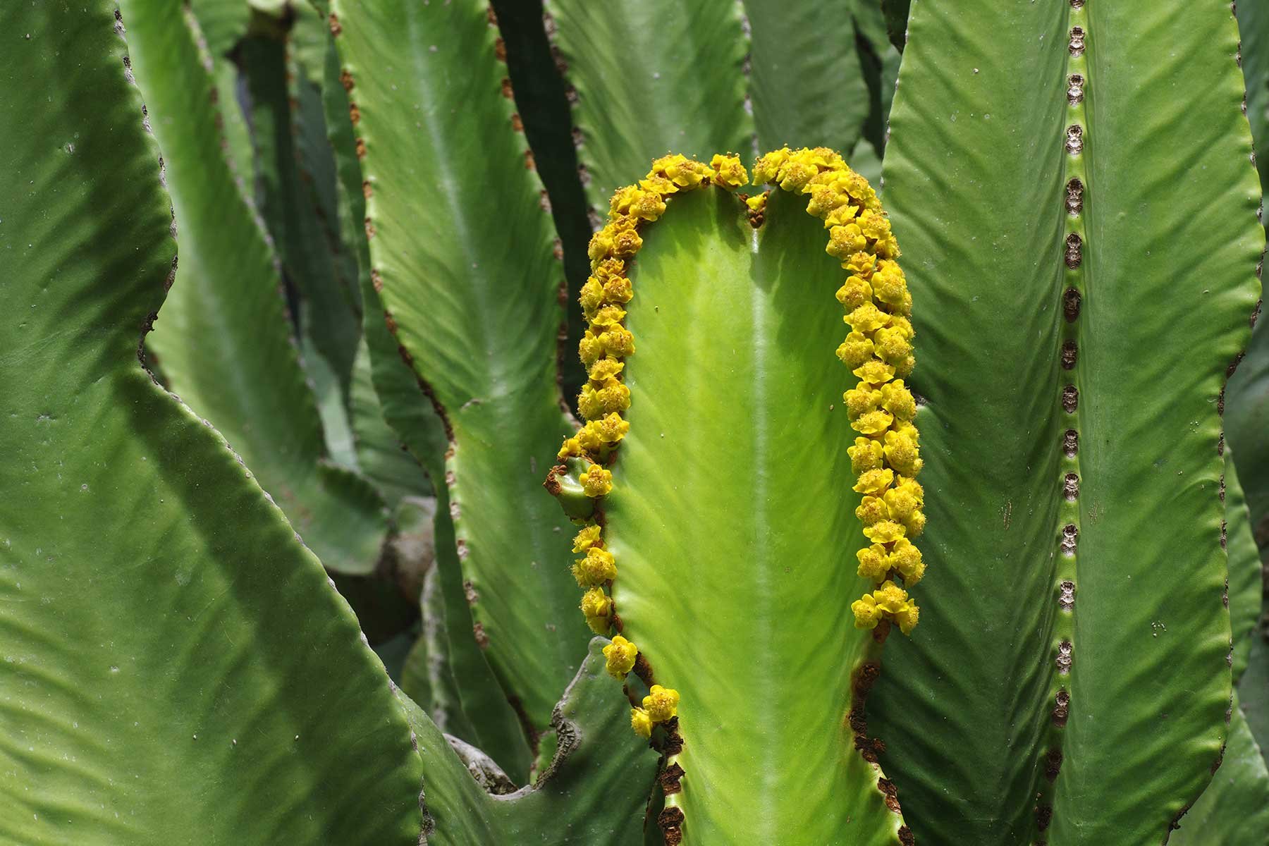 گلدهی افوربیا