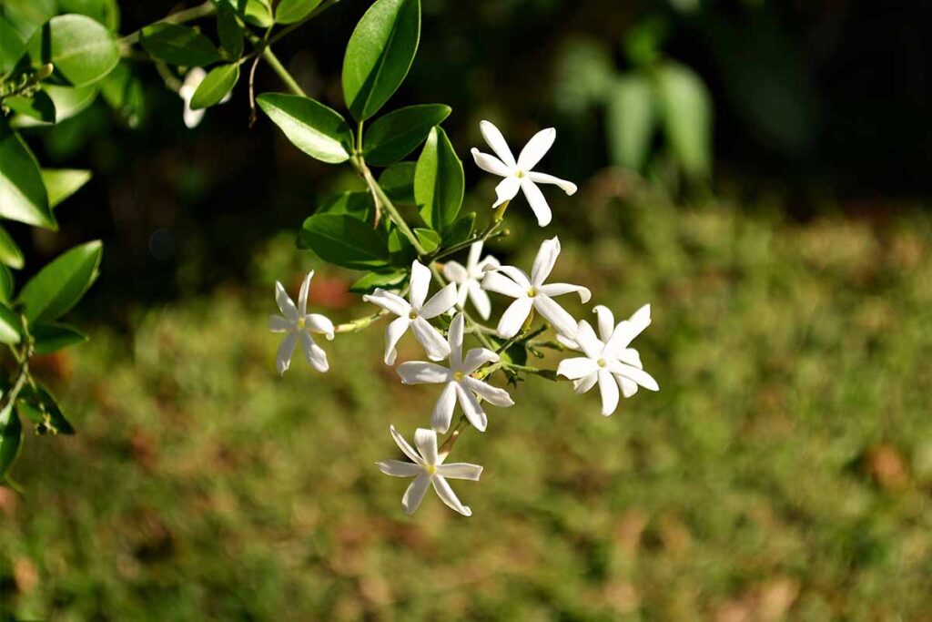 گل یاس رونده زیبا