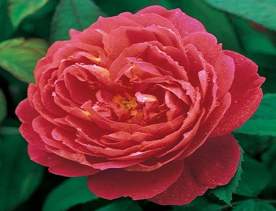 گل رز قرمز برای باغچه