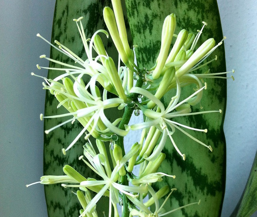 گلدهی سانسوریا