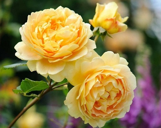 گل رز زرد برای باغچه