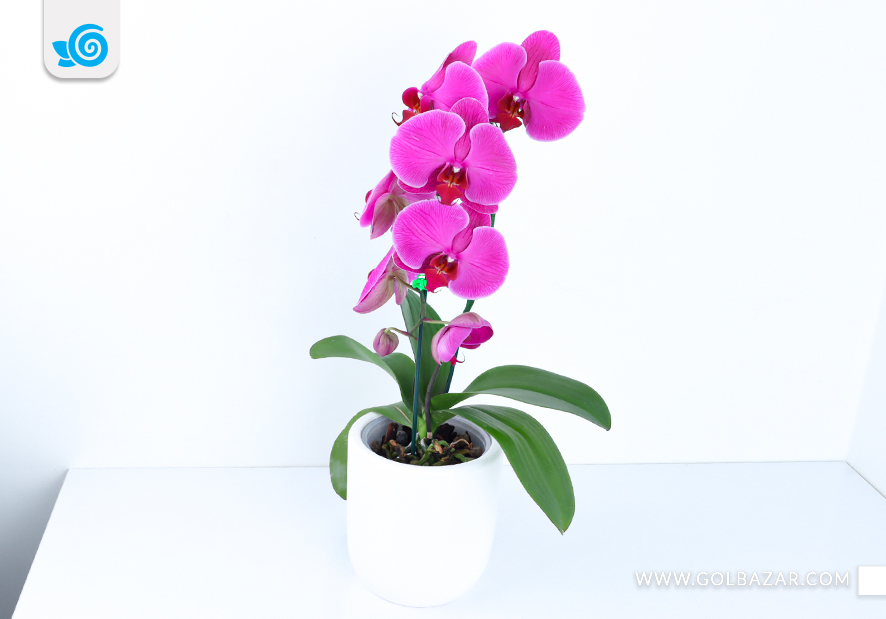 راهنمای هدیه گل آپارتمانی 