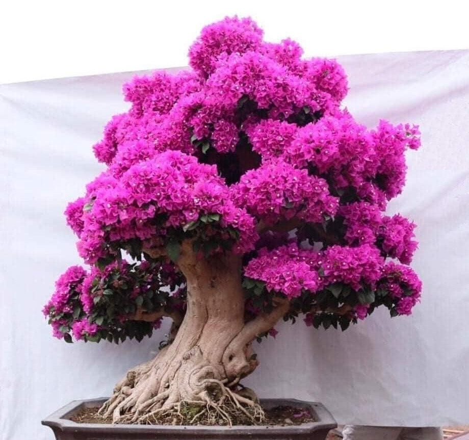 بونسای گل کاغذی