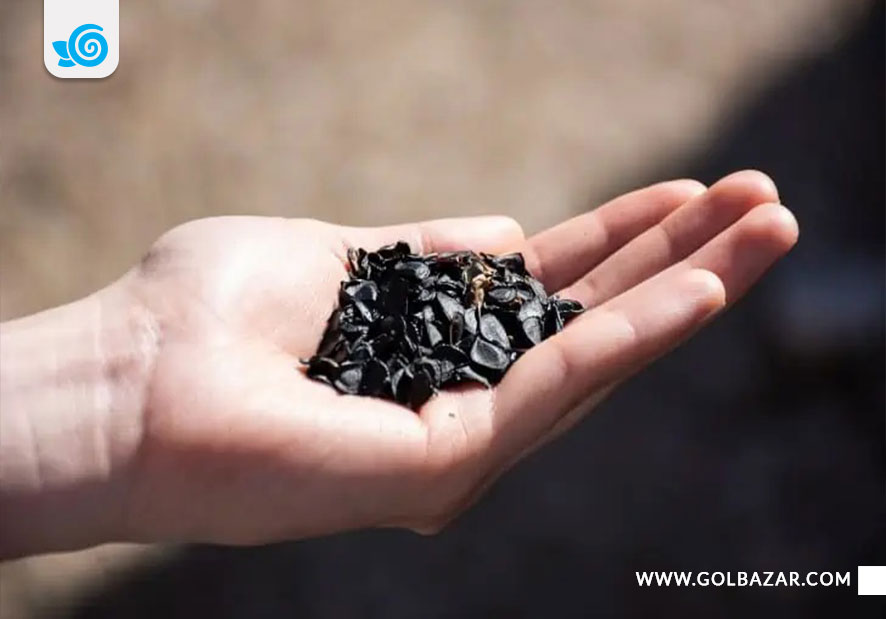 تکثیر نخل ماداگاسکار با بذر