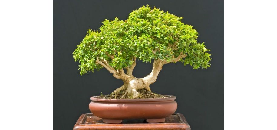 نگهداری از بونسای درختی