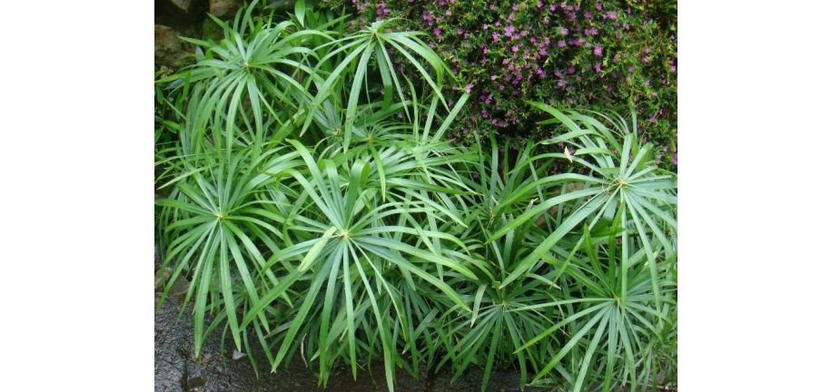 روش نگهداری گیاه پنجه کلاغی