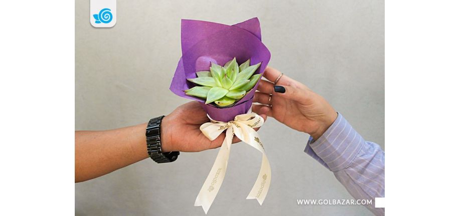 بهترین گیاه آپارتمانی برای هدیه