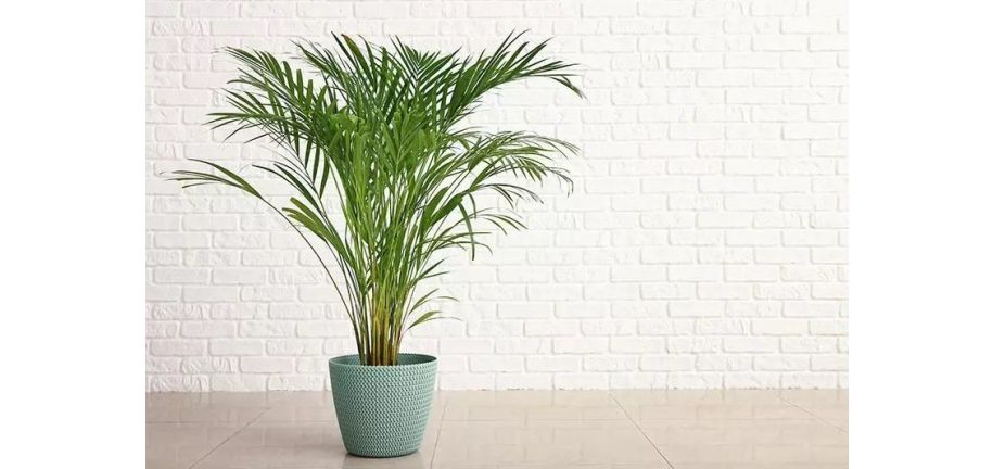 تکثیر شامادورا