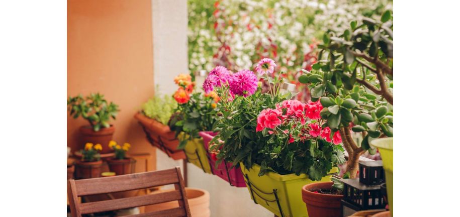 گیاهان آپارتمانی مقاوم به سرما