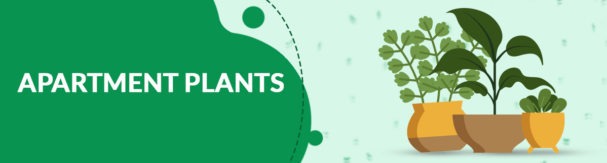 Plants