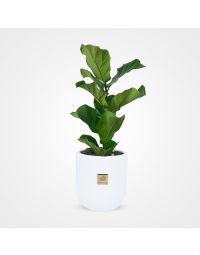 Ficus lyrata Plant