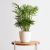 Areca Palm