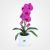 Purple Orchid