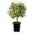 Send Ficus Benjamina Variegata to Iran