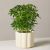 Schefflera