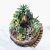 Dish Garden Villa