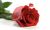 Rose for Birthday