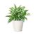 Send Aglaonema Flower to Iran