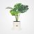 Monstera adansonii