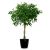 Send Ficus Benjamina to Iran