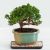 Juniper Bonsai Tree