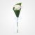 Business Flower Stem Code 1