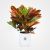 Garden croton Plant