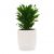 Dracaena Compacta