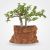 Dwarf jade plant