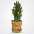 Eve's Pin Vase