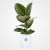 Ficus elastica Plant