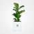 Ficus lyrata Plant