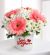 Gerbera ve papatya (Turkey)