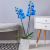 Sapphire Orchid (uk)