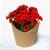 Kalanchoe flower vase