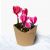 Cyclamen flower pot
