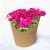 Nowruz Miniature Cineraria Vase