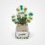 Haworthia Cactus Vase