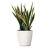 Send Sansevieria Flower to Iran