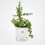Crassula Plant